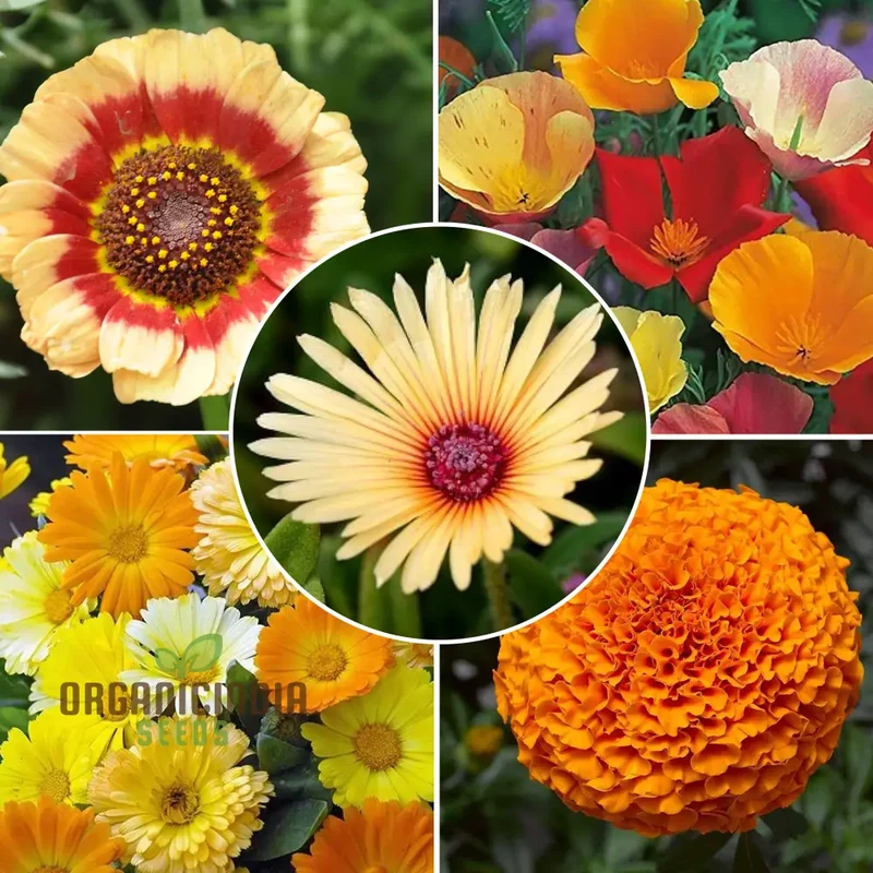 Winter Flower Mix Seeds – Cool Season Bloom Mix for Indian Gardens