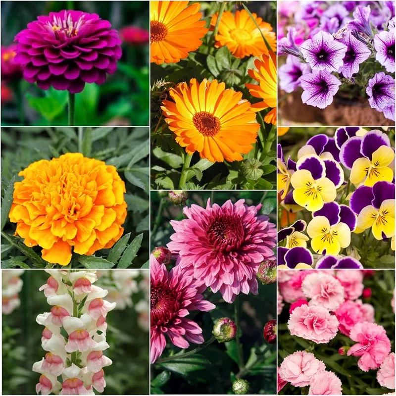 Winter Flower Mix Seeds – Cool Season Bloom Mix for Indian Gardens
