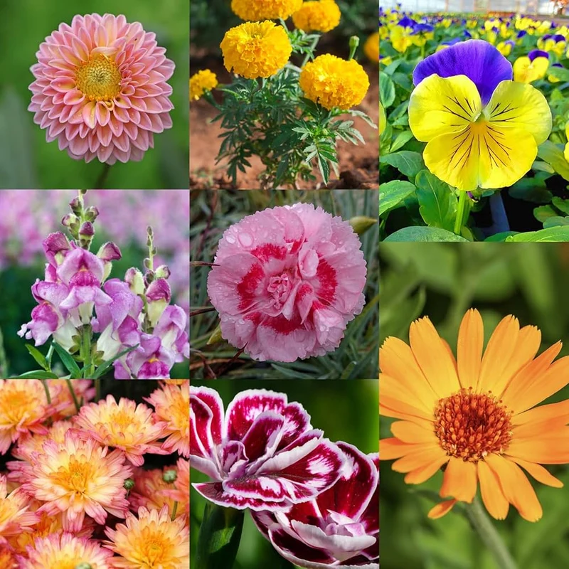 Winter Flower Mix Seeds – Cool Season Bloom Mix for Indian Gardens