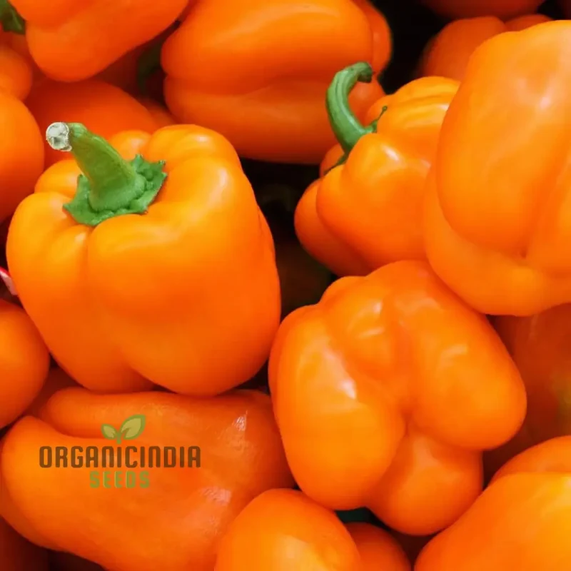 Orange Sweet Pepper vegetable Seeds, Bright Star Variety High Yield Vibrant Color Ideal for Home Gardens
