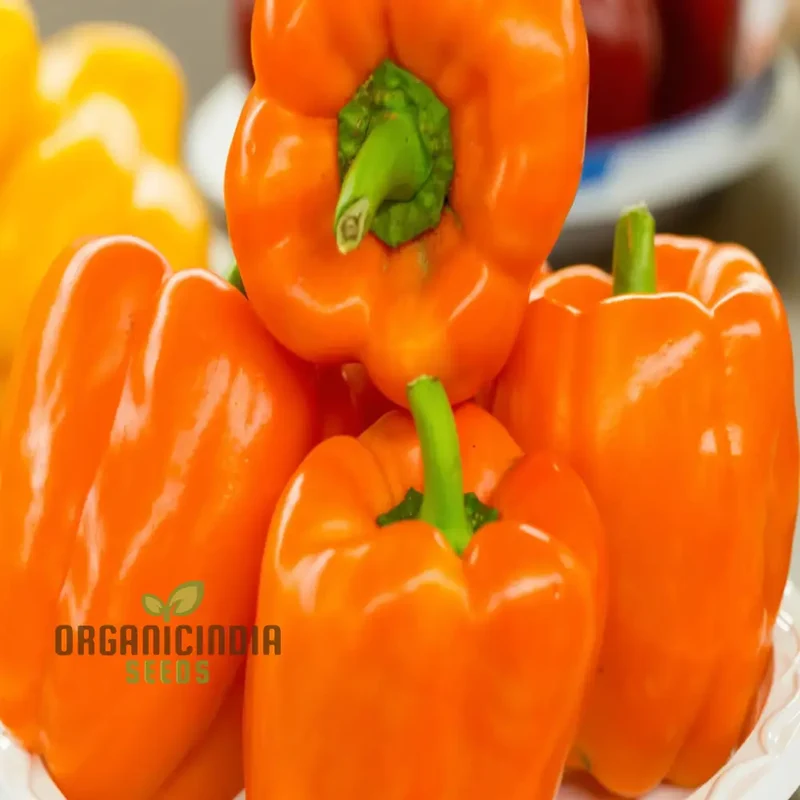 Orange Sweet Pepper vegetable Seeds, Bright Star Variety High Yield Vibrant Color Ideal for Home Gardens