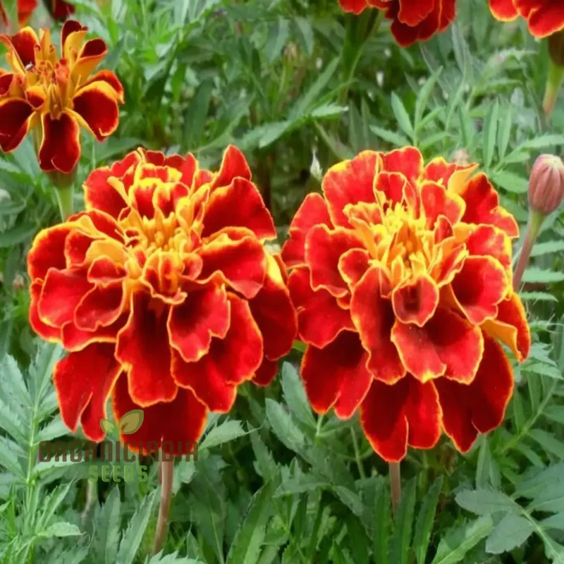 Marigold Jafri Flower Seeds for Stunning Flower Planting and Gardening Success