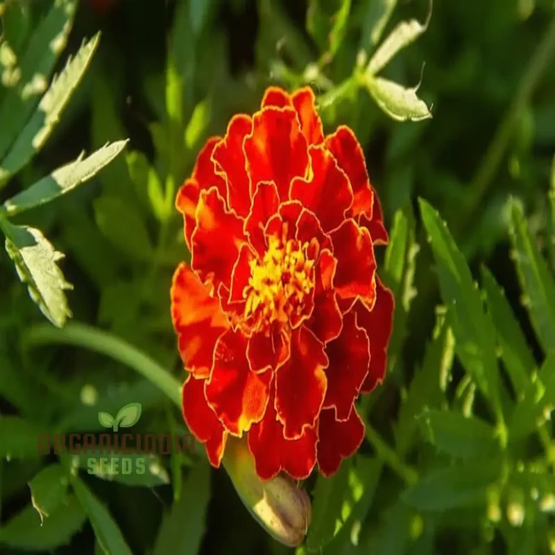 Marigold Jafri Flower Seeds for Stunning Flower Planting and Gardening Success