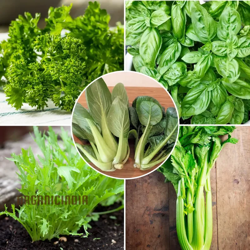 OrganicIndiaSeeds:Salad Garden Seed Kit