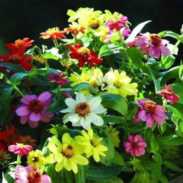 Mélange de zinnia Zahara® ( Zinnia marylandica )