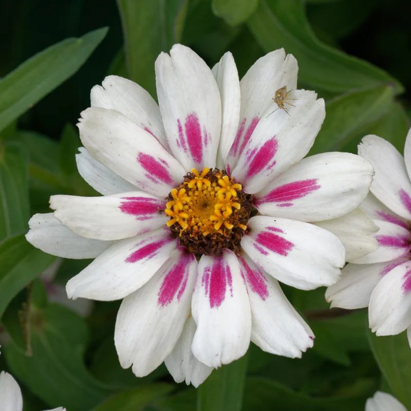 Zinnia Zahara® ‘Starlight Rose’ ( Zinnia marylandica )
