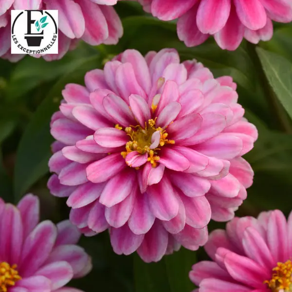 Zinnia Double Zahara™ ‘Raspberry Ripple’ ( Zinnia marylandica )