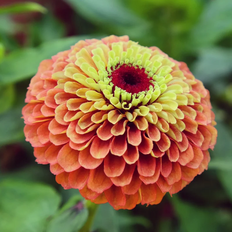 Zinnia ‘Queeny Lime Orange’ ( Zinnia elegans )