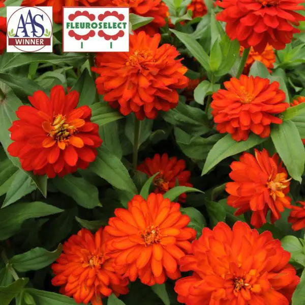 Zinnia Double Zahara™ ‘Fire’ ( Zinnia marylandica )