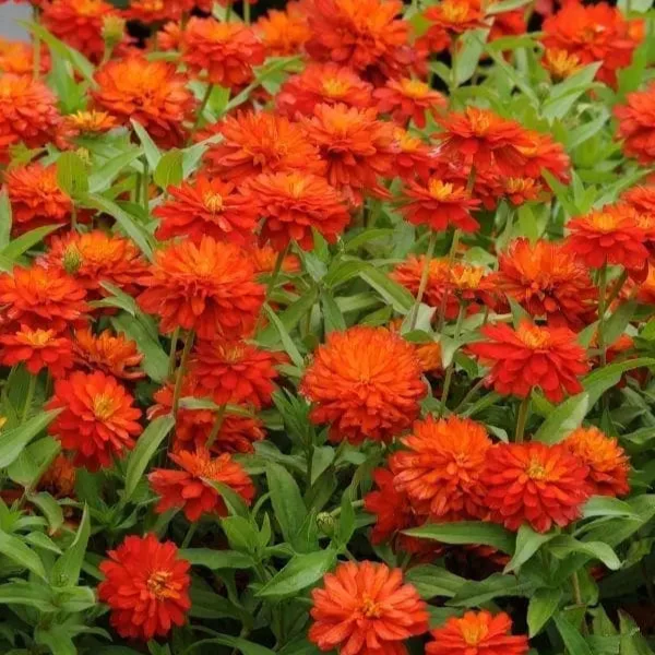 Zinnia ‘Inca’ ( Zinnia elegans )