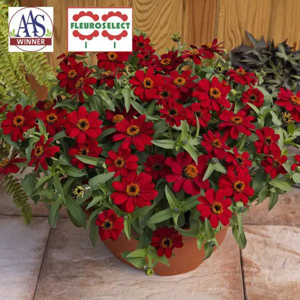Zinnia Profusion ‘Red’ F1 ( Zinnia elegans )