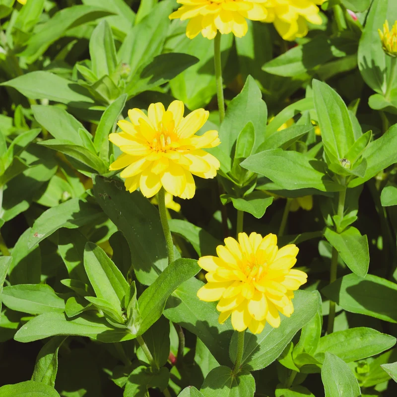 Zinnia Profusion Double ‘Jaune’ F1 ( Zinnia elegans )