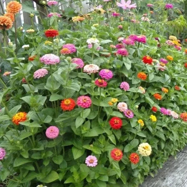 Mélange de zinnia ‘Come & Cut Again’ ( Zinnia elegans )
