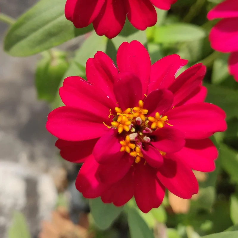 Zinnia Profusion Double ‘Hot Cherry’ F1 ( Zinnia elegans )