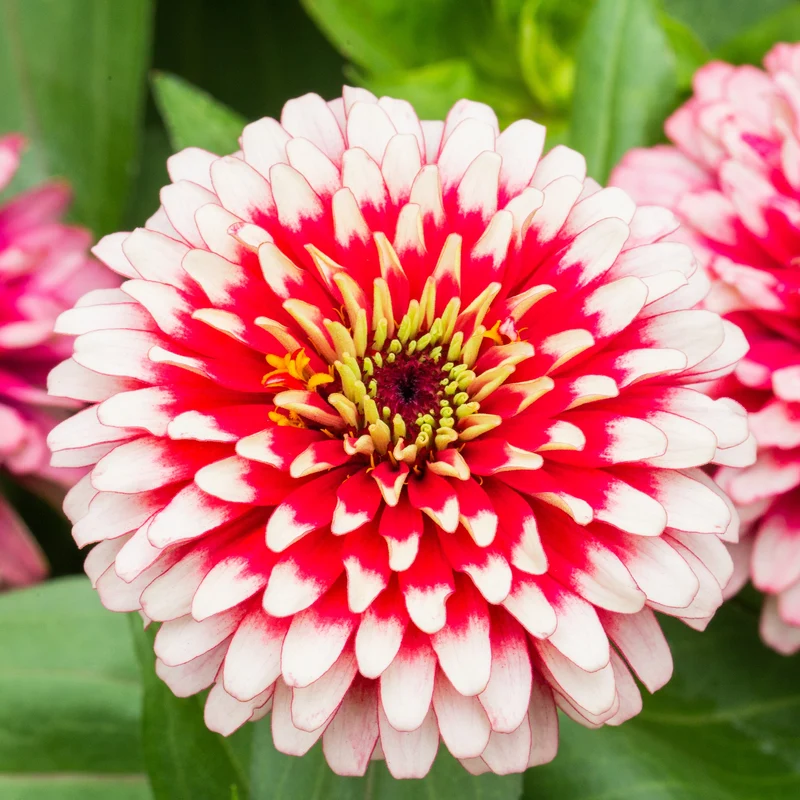 Zinnia Swizzle™ ‘Cherry and Ivory’ F1 ( Zinnia elegans )
