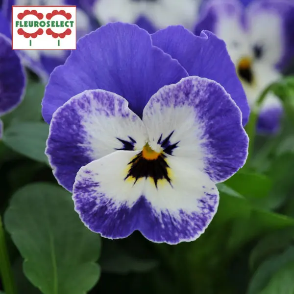Viola Sorbet® XP Delft Blue F1 ( Viola cornuta )