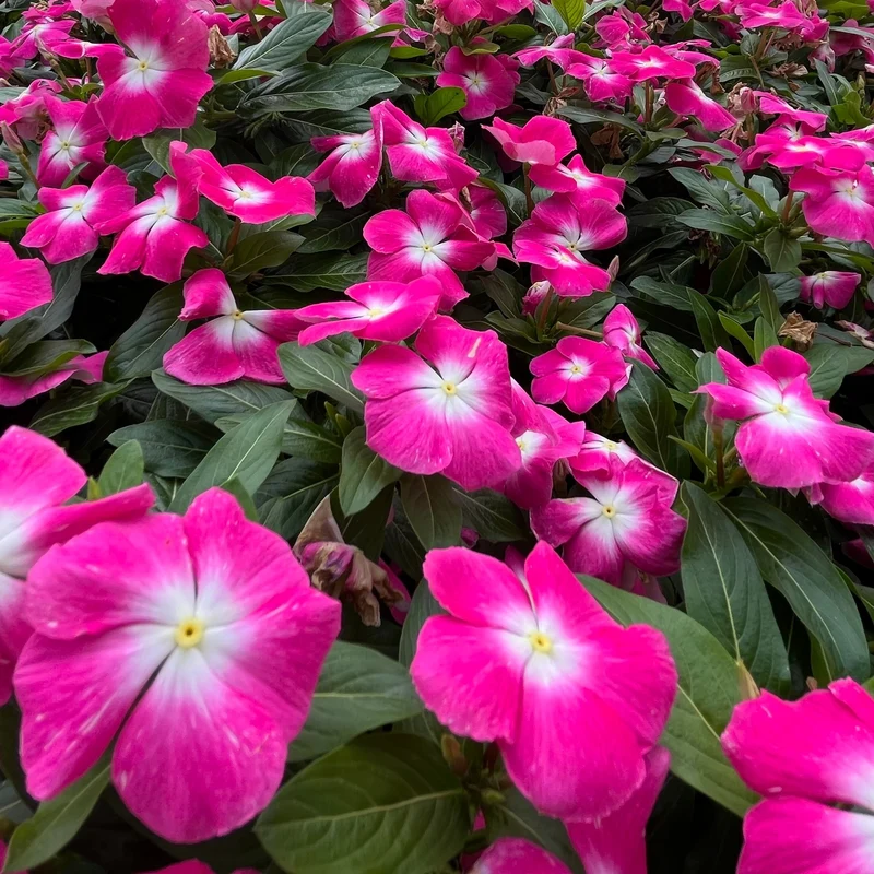 Pervenche Pacifica XP Burgundy Halo ( Catharanthus roseus )