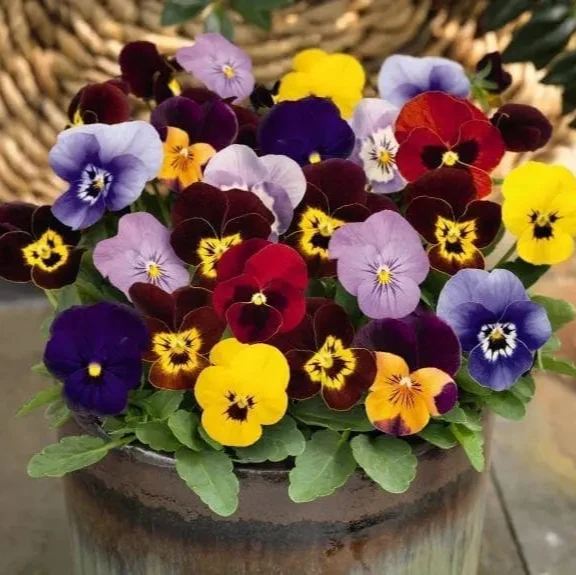 Viola Admire® Maxi Mélange F1 ( Viola cornuta )