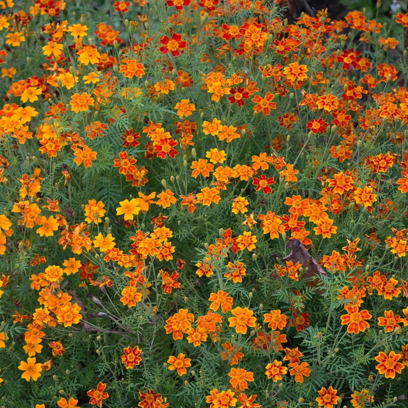 Œillet d’Inde Starfire Mélange ( Tagetes signata )