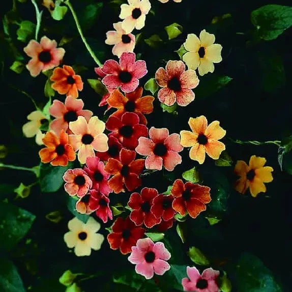 Thunbergie African Sunset Mélange ( Thunbergia alata )