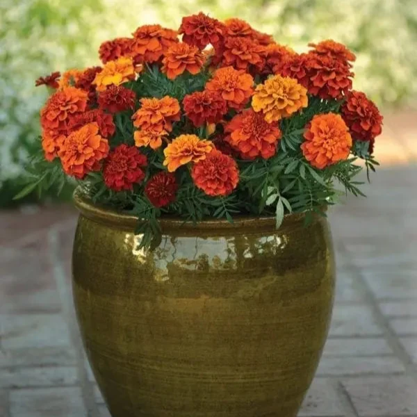 Œillet d’Inde français Fireball ( Tagetes patula )
