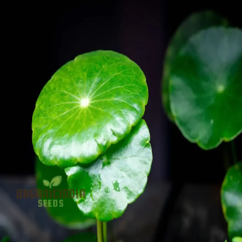 Chinese Money Plant Seeds - Cultivate Prosperity in Your Garden with These Exotic Gardening Treasures