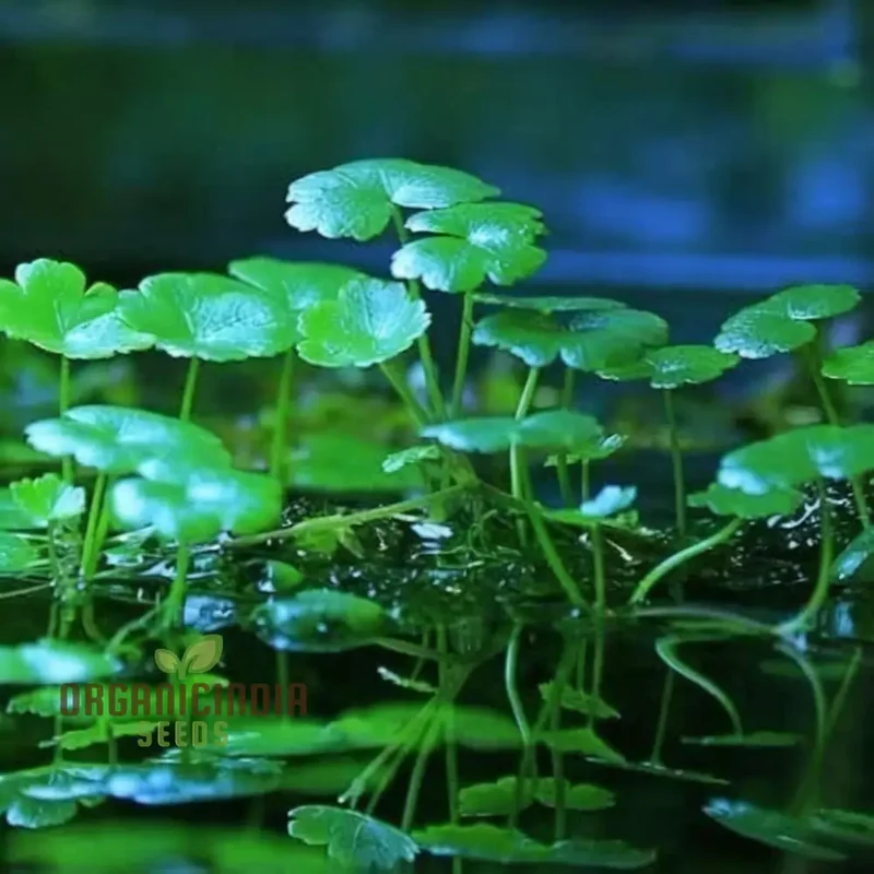 Chinese Money Plant Seeds - Cultivate Prosperity in Your Garden with These Exotic Gardening Treasures