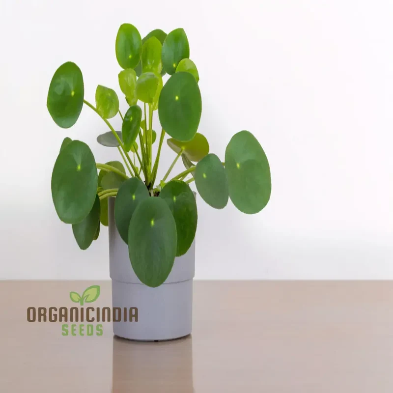 Chinese Money Plant Seeds - Cultivate Prosperity in Your Garden with These Exotic Gardening Treasures