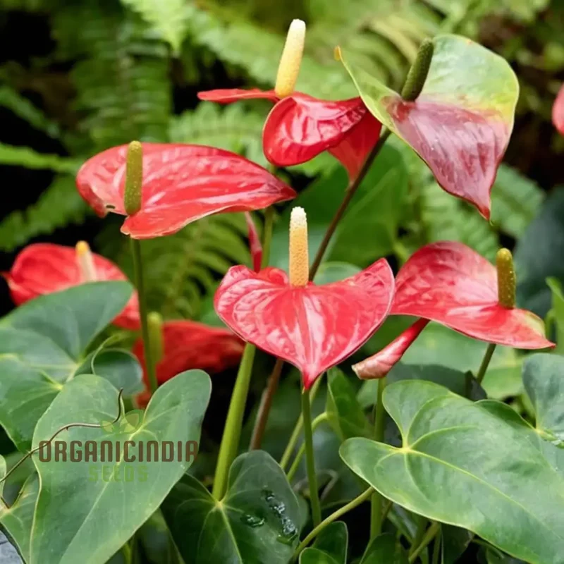 Red Anthurium Flower Seeds by Seed Tape Rocket Cultivated - Perfect for Vibrant Gardening