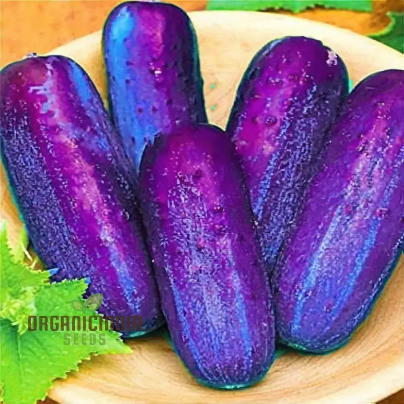 Purple Cucumber Vegetable Seeds, Easy Growing, High Yield, Perfect for Home Gardens