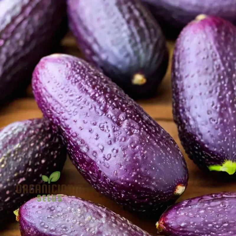 Purple Cucumber Vegetable Seeds, Easy Growing, High Yield, Perfect for Home Gardens