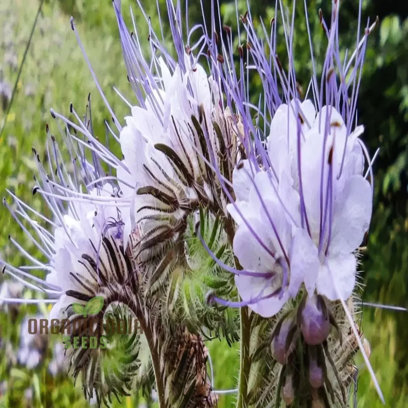 Fiddleneck Seeds (Purple Fiddleneck Tansy Seeds) - Premium Quality Gardening Seeds