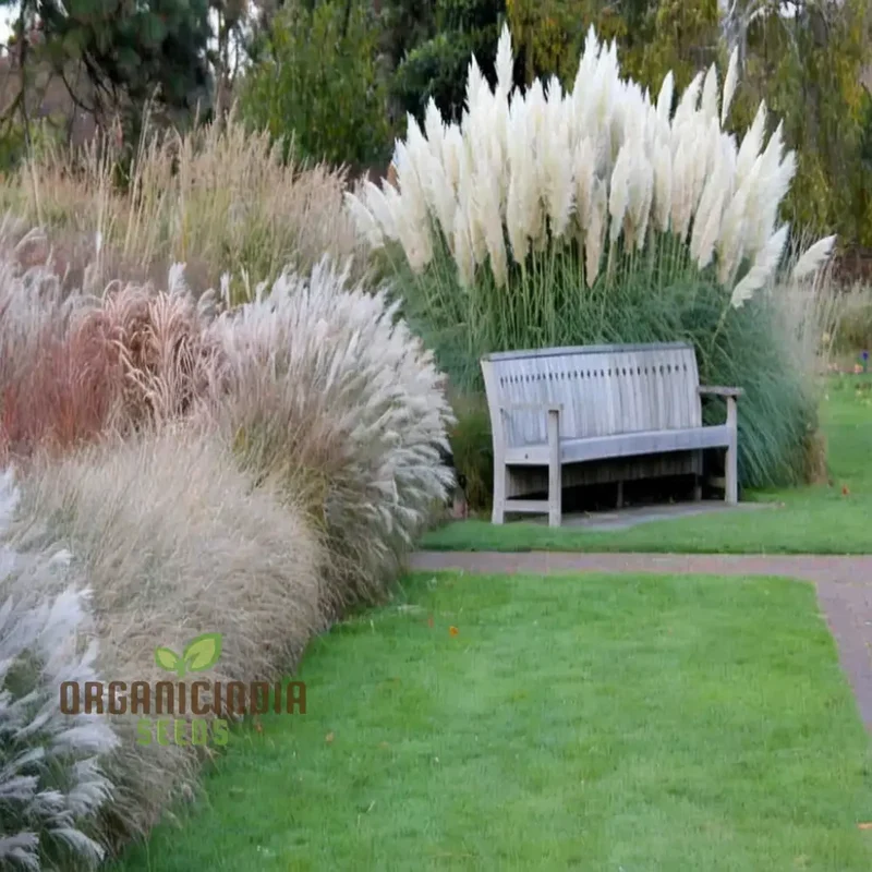 Cortaderia (Pampas Grass) flower Seeds - Majestic Plumes for Stunning Landscape Accents