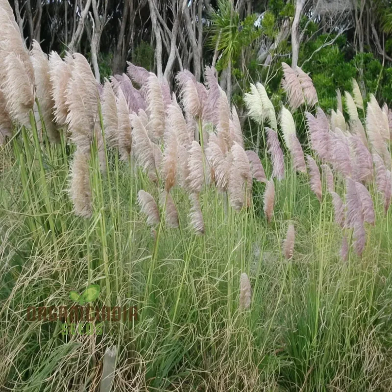 Cortaderia (Pampas Grass) flower Seeds - Majestic Plumes for Stunning Landscape Accents