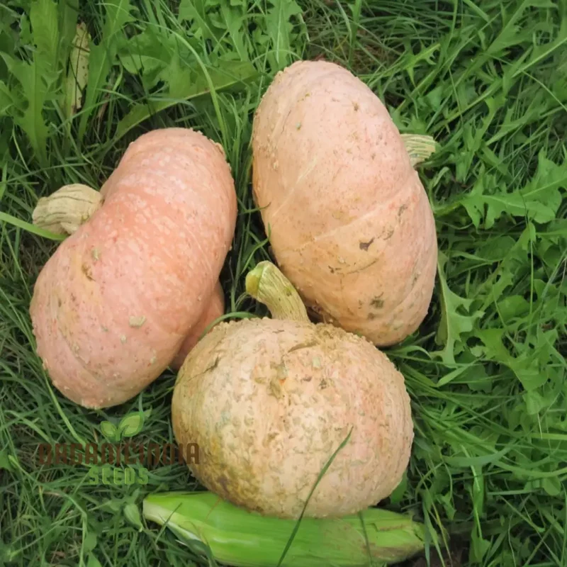French Heirloom Galeux d'Eysines Squash vegetable Seeds - Unique, Flavorful Vegetable for Your Garden"
