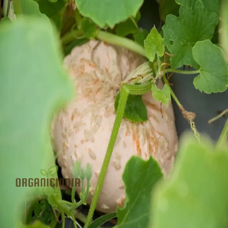 French Heirloom Galeux d'Eysines Squash vegetable Seeds - Unique, Flavorful Vegetable for Your Garden"