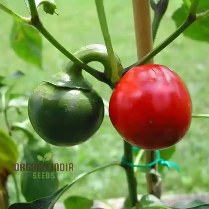 Vegetable Gardening with Hot Chilli Pepper 'Large Red Cherry', A Comprehensive Guide to Planting and Growing Spicy Red Cherry Pepper Seeds