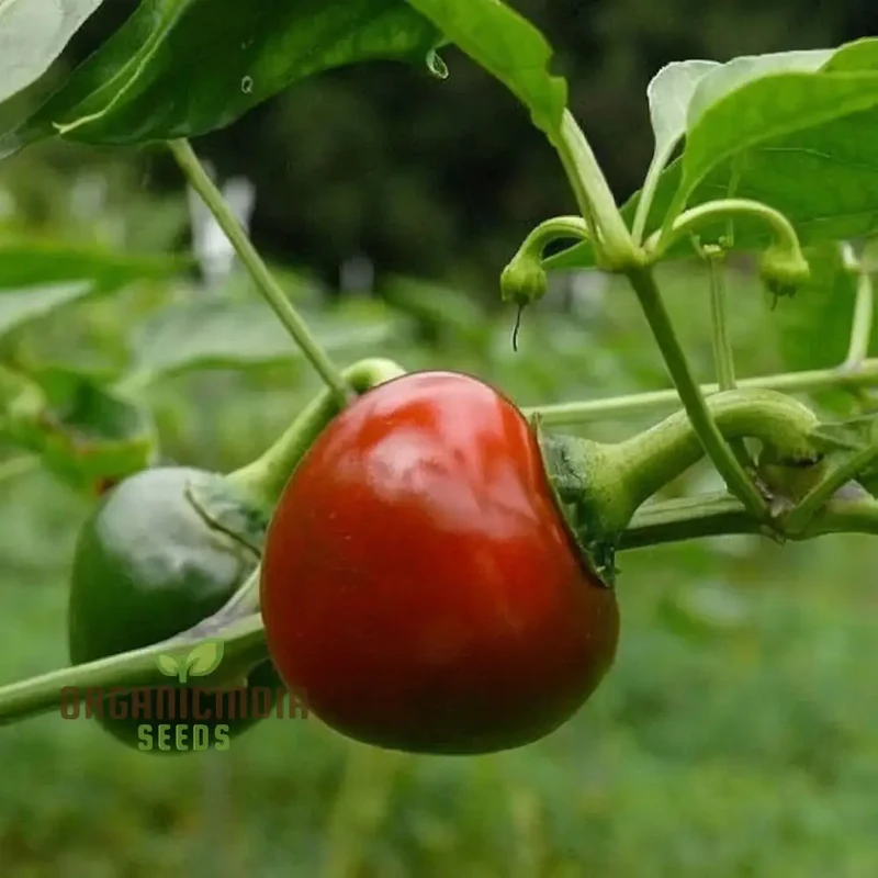 Vegetable Gardening with Hot Chilli Pepper 'Large Red Cherry', A Comprehensive Guide to Planting and Growing Spicy Red Cherry Pepper Seeds