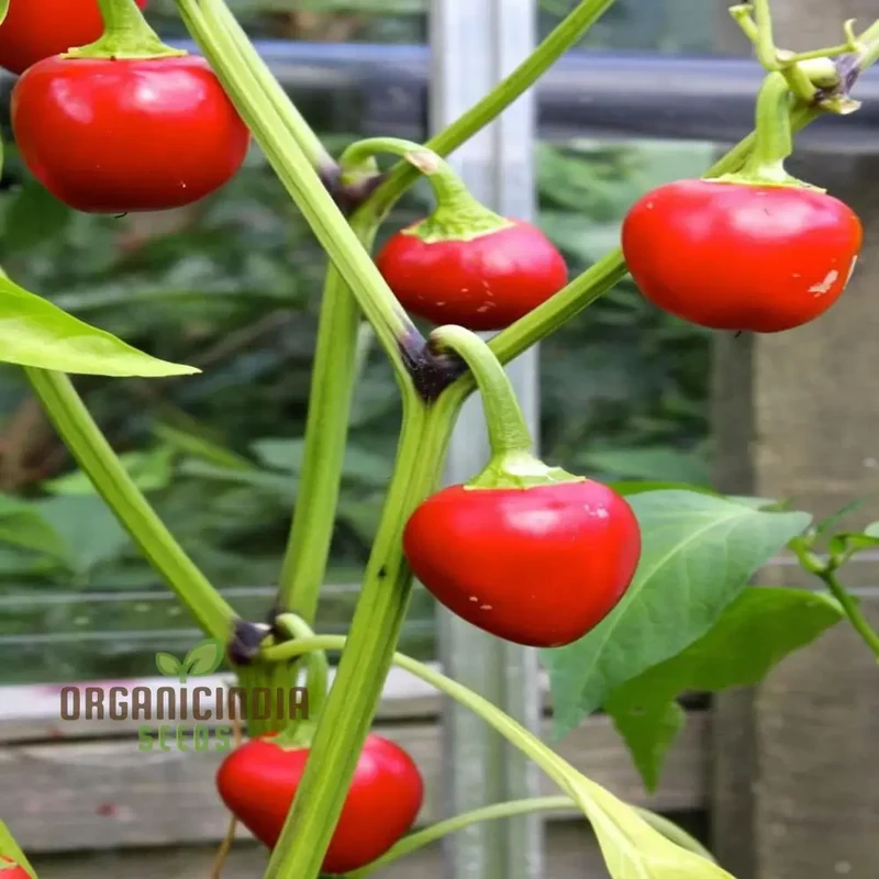 Vegetable Gardening with Hot Chilli Pepper 'Large Red Cherry', A Comprehensive Guide to Planting and Growing Spicy Red Cherry Pepper Seeds