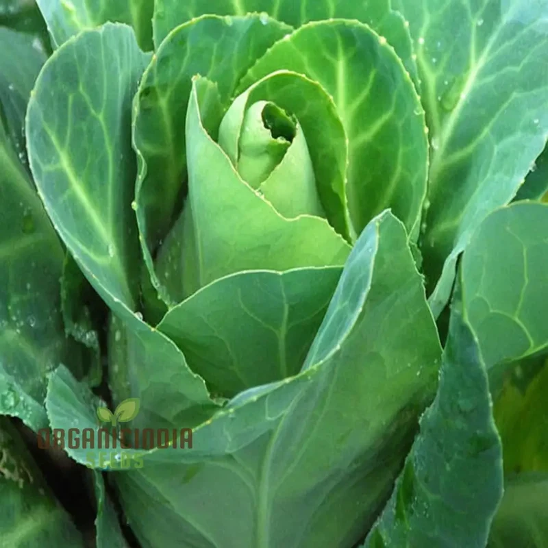 Greyhound Cabbage Seeds - Tender and Flavorful Heirloom Variety for Fresh Garden Harvests