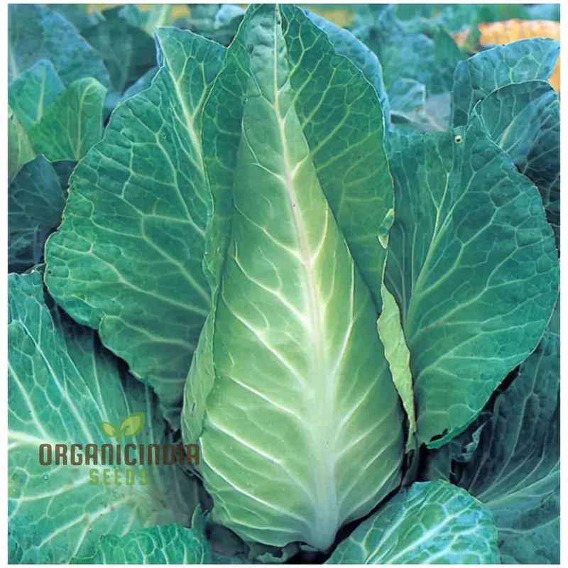 Greyhound Cabbage Seeds - Tender and Flavorful Heirloom Variety for Fresh Garden Harvests