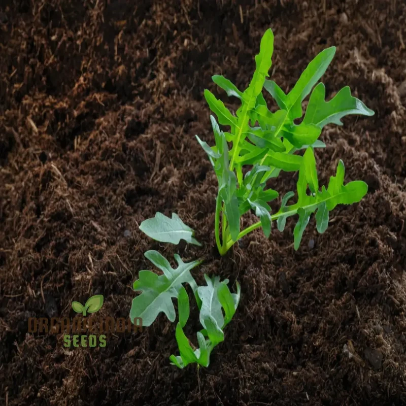 Rocket or Arugula Seeds for Planting,Simplify Your Gardening Experience with Precision Planting