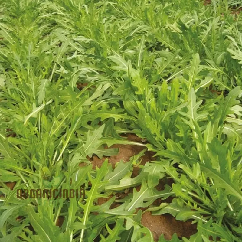 Rocket or Arugula Seeds for Planting,Simplify Your Gardening Experience with Precision Planting