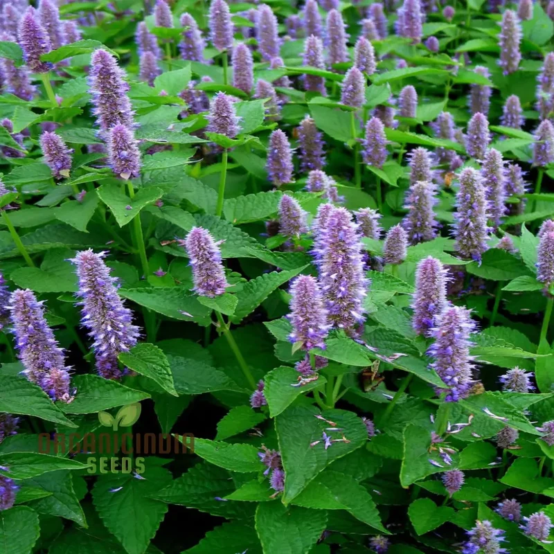 Organic Lavender Hyssop Seeds – Aromatic, Medicinal, Bee-Friendly Herb for Garden
