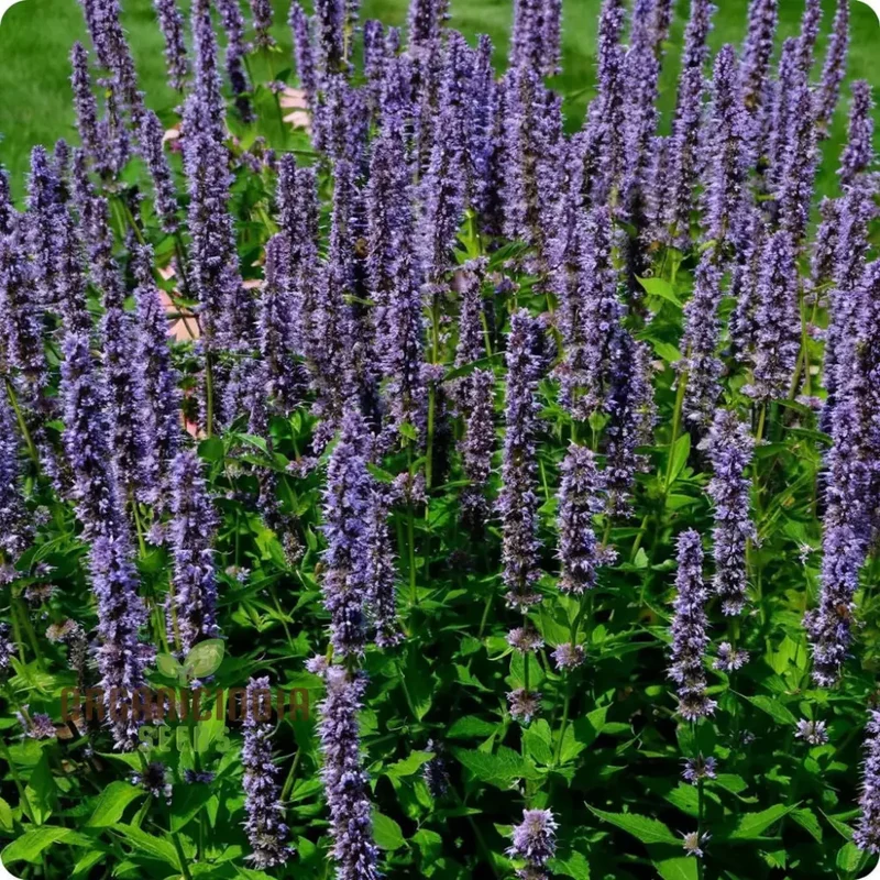 Organic Lavender Hyssop Seeds – Aromatic, Medicinal, Bee-Friendly Herb for Garden