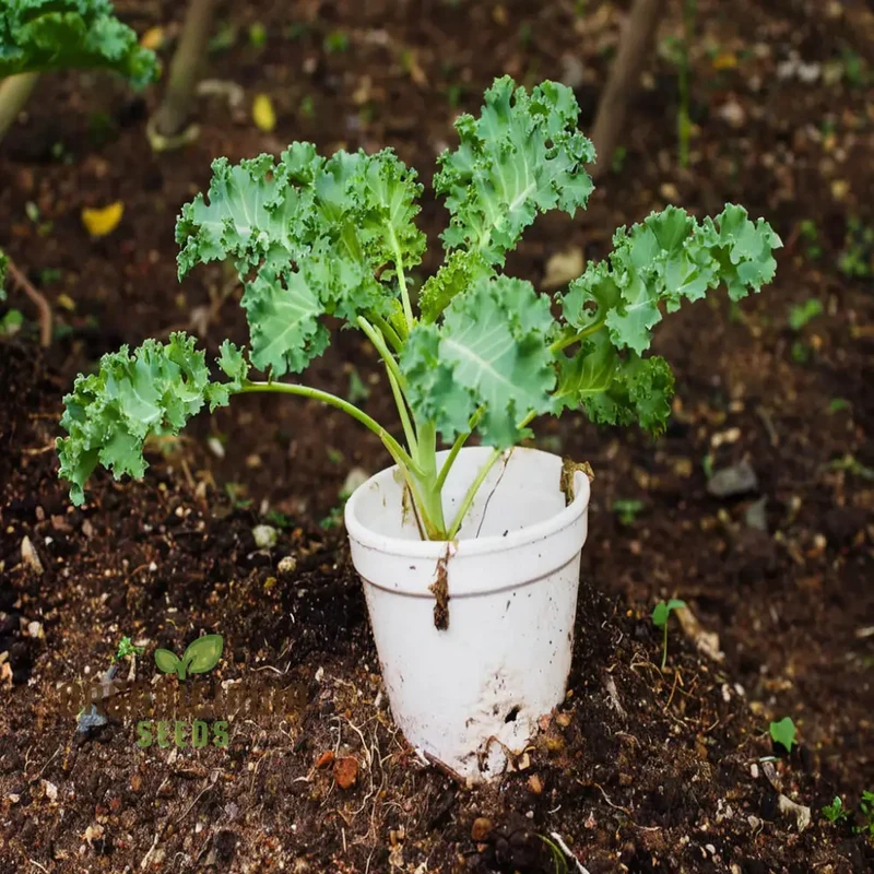 Westlandse Kale Vegetable Seeds, Heirloom, Nutritious, and Hardy Greens for Your Garden