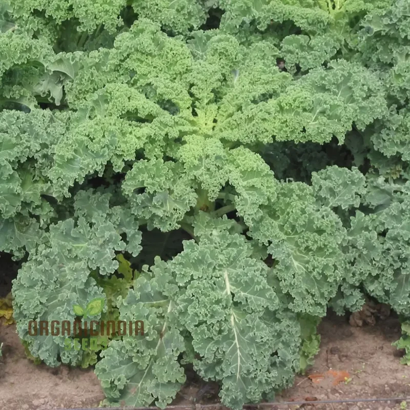 Westlandse Kale Vegetable Seeds, Heirloom, Nutritious, and Hardy Greens for Your Garden
