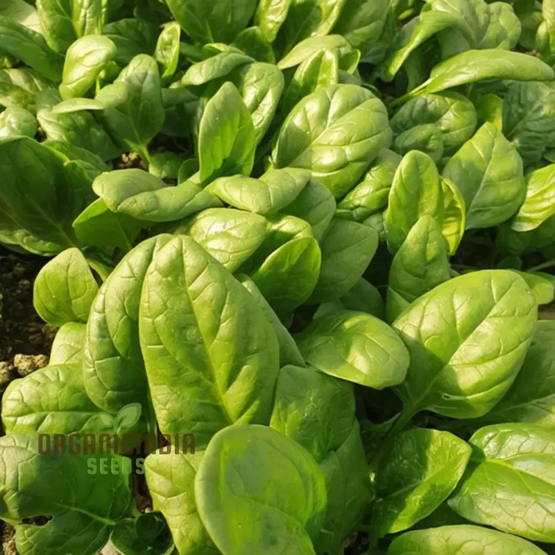 Spinach Helios F1-7: Premium Quality Hybrid Spinach Seeds