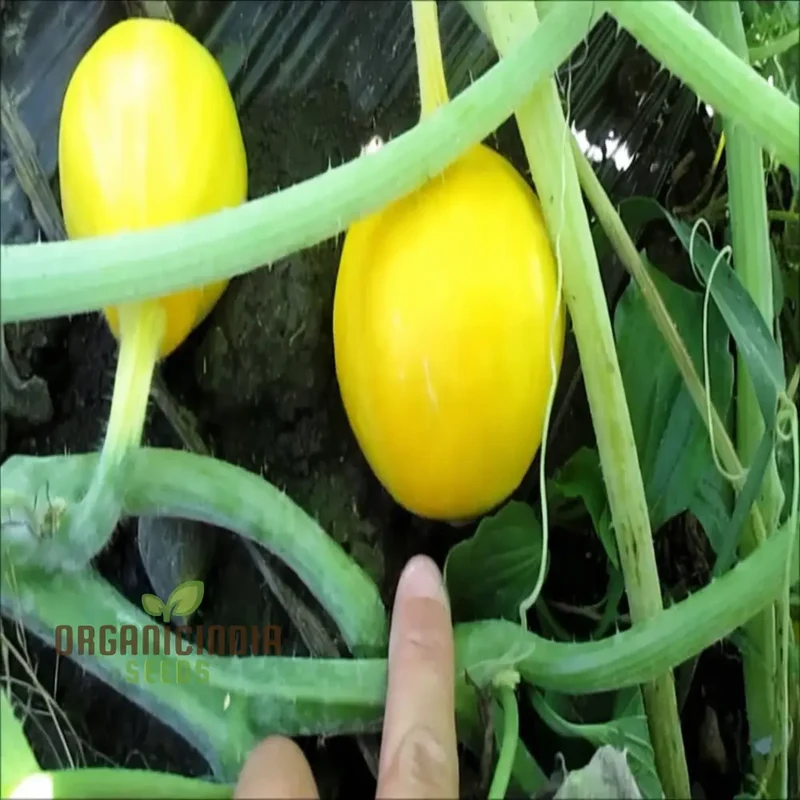 Lemon Summer Squash Seeds - Bright and Citrusy Flavor for Refreshing Summer Dishes