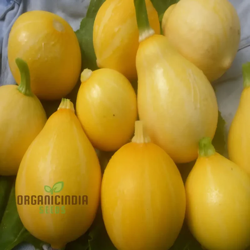 Lemon Summer Squash Seeds - Bright and Citrusy Flavor for Refreshing Summer Dishes
